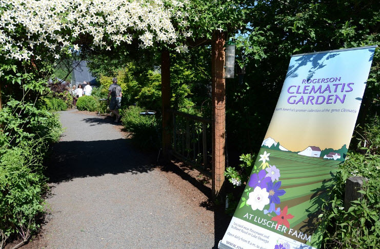 Rogerson Clematis Garden, United States
